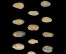 Lot: Fossil Seed Cones (Or Aggregate Fruits) - Pieces #148854-1